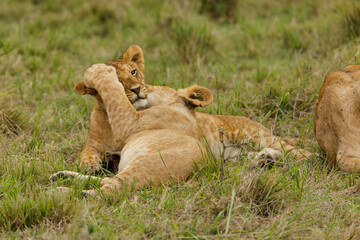 lions cubs playing on the savannah