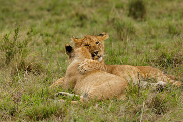 Naklejka na ściany i meble lions cubs playing on the savannah