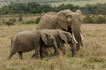 Naklejka na ściany i meble elephants roaming the savannah