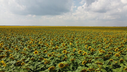 A field of sunflowers under a cloudy sky.