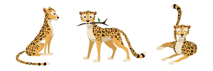 Vector illustration cute and beautiful cheetahs or leopards on white background. Charming character in different poses sedentary, with a branch in the teeth and recumbent in cartoon style.