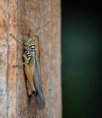 grasshopper on wooden jamb
