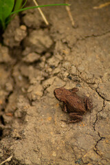 A frog, with brown skin and small black dots, in its natural habitat. Judging by the appearance - this is most likely a Siberian frog. 
Novokuznetsk, Kemerovo Oblast, Russia