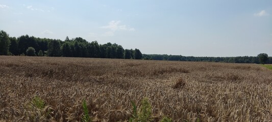 Obraz premium Wheat during the day