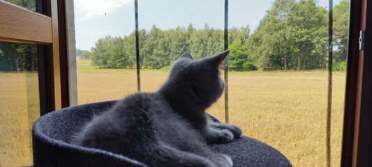 British shorthair looking out the window