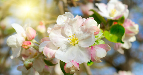 Fototapeta na wymiar Flowers of an apple-tree against the blue sky and bright sun. Wide photo.