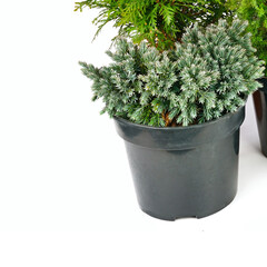 juniper in flower pots isolated on white . Free space for text.