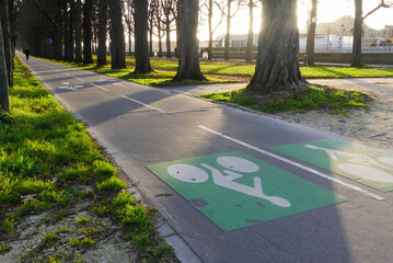 View of a cycle path with markings on the ground for cyclists, located between a row of trees.
