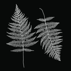 Silhouette of a fern. 
Black on white background. Vector illustration.
