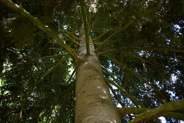 Fototapeta premium Abies alba tree