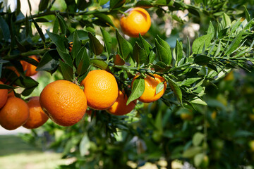 Citrus myrtifolia