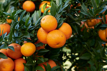 Citrus myrtifolia