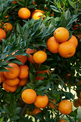 Citrus myrtifolia
