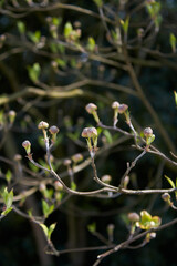 Cornus florida shrub in bloom