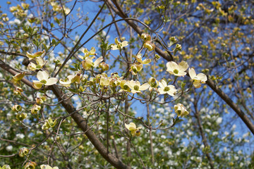 Cornus florida shrub in bloom