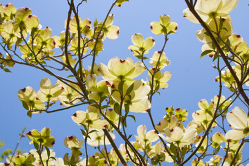 Cornus florida shrub in bloom