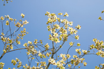 Cornus florida shrub in bloom
