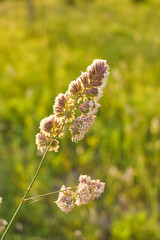 Dactylis glomerata grass in bloom