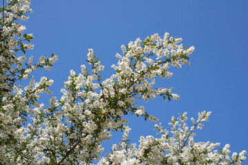 Exochorda racemosa 