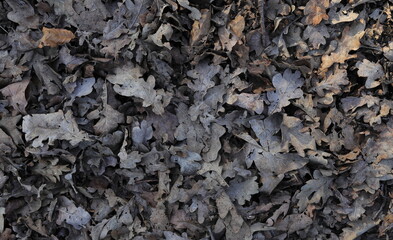 Dry Brown Leaves on the Ground in February