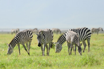 Zebras in Ngorongoro Crater