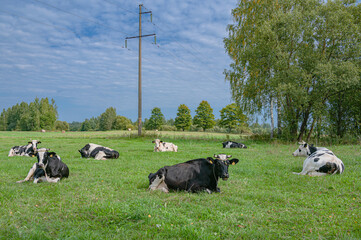 Cow group