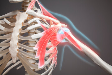 Shoulder pain neuralgia, human skeleton anatomy illustration