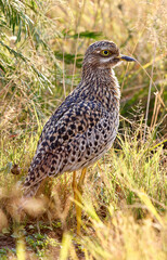 Spotted Thick-knee, Kruger National Park
