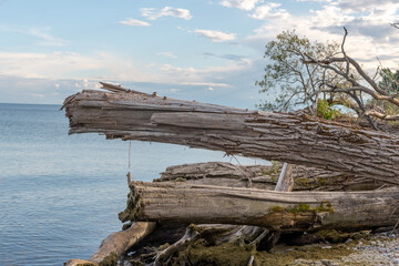 stump on the beach