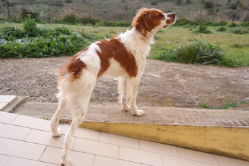 Spaniel breton