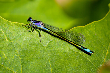 Libelle am Blatt