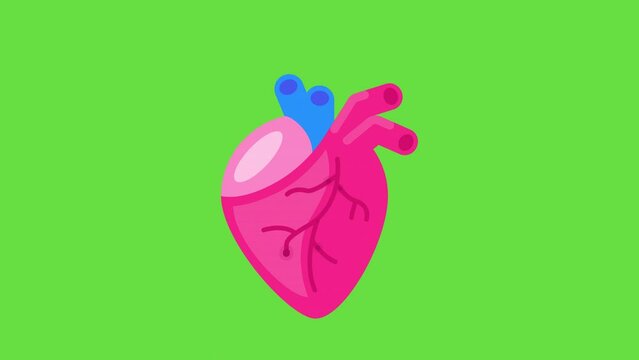 4k video of cartoon human heart on green background.