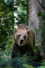 Fototapeta premium Glücklicher Bär