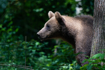 Fototapeta premium Braunbär im Wald angestrahlt von der Sonne 
