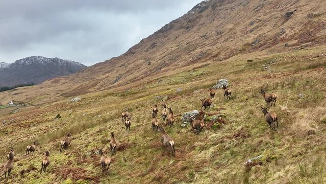 Slow Motion of a Herd of Red Deer Stags Running in the Scottish Highlands