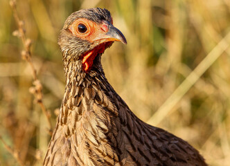 Swainson's Spurfowl, Kruger National Park