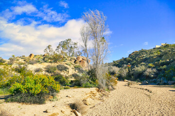 Fototapeta na wymiar A dry, sandy river bed with trees and desert vegetation near Cottonwood Spring, on the southern side of Joshua Tree National Park, Mojave Desert, California, USA 