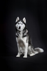 Beautiful Siberian Husky dog portrait with blue eyes, posing in studio on dark background, front view