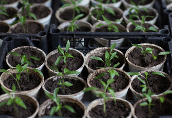 growing seedlings in spring