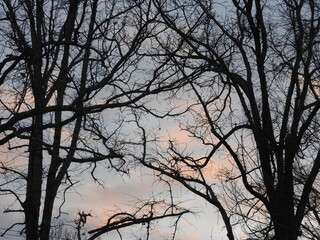Fototapeta na wymiar silhouette of a trees against the sky