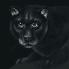 illustration of a black panther looking at you from the darkness of the night