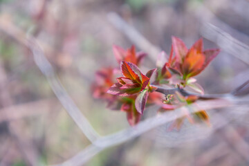 spring photo of a branch with delicate blossoming leaves against a background of blurred bokeh, a background for a postcard of congratulations on spring