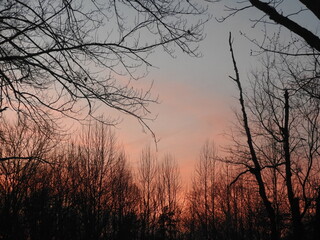 sunset with trees