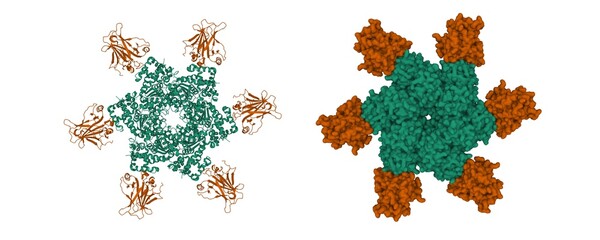 Structure of the oncoprotein SV40 large T antigen hexamer (green) and p53 tumor suppressor (brown) complex. 3D cartoon and Gaussian surface models, PDB 2h1l, white background - obrazy, fototapety, plakaty
