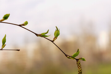 Fototapeta premium spring photo of a branch with delicate blossoming leaves against a background of blurred bokeh, a background for a postcard of congratulations on spring