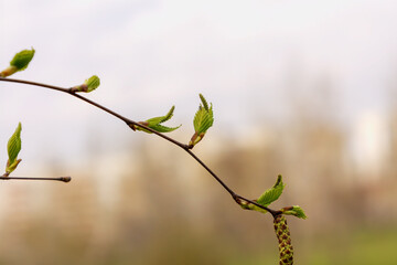 spring photo of a branch with delicate blossoming leaves against a background of blurred bokeh, a background for a postcard of congratulations on spring
