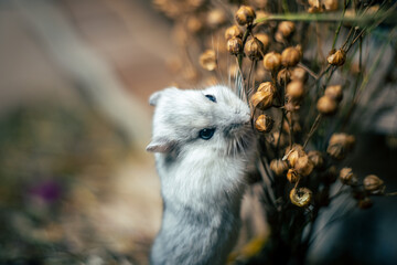cute dsungarian hamster