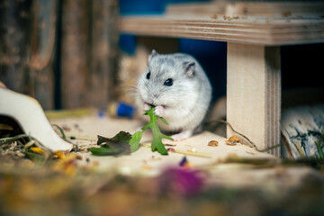 cute dsungarian hamster