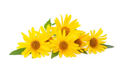 Naklejka premium Beautiful yellow daisies.