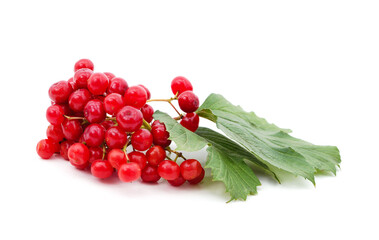 Twig of red viburnum with leaves.